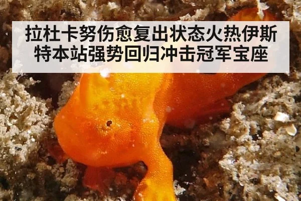 拉杜卡努伤愈复出状态火热伊斯特本站强势回归冲击冠军宝座